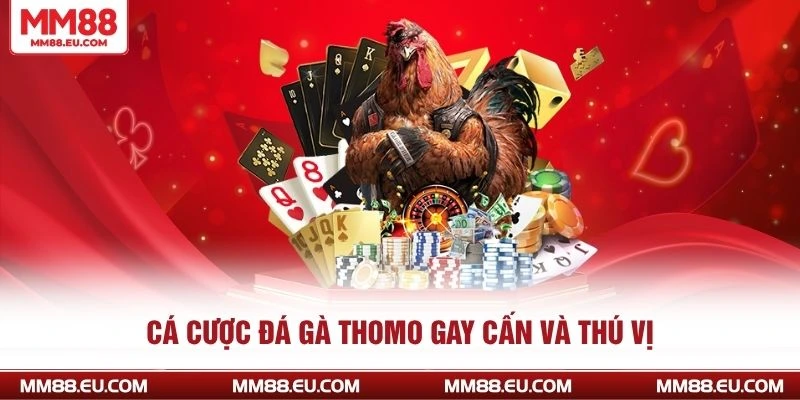 Cá cược đá gà Thomo gay cấn và thú vị