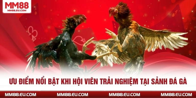 Ưu điểm nổi bật khi hội viên trải nghiệm tại sảnh đá gà